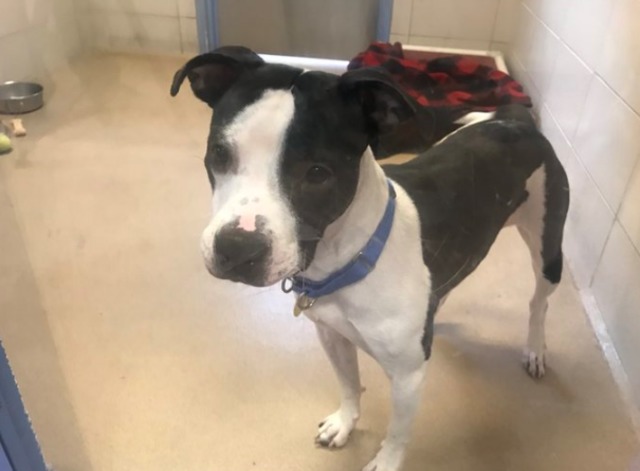 two-dogs-test-positive-for-strep-zoo-at-wisconsin-humane-society-s